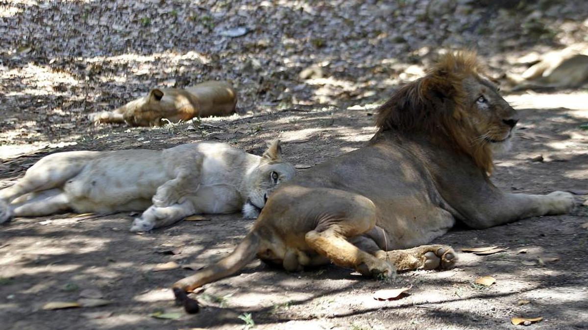 Fotografía del 18 de abril de 2017, de un grupo de leones en el Zoológico Nacional en La Habana (Cuba). La inusitada fecundidad de los leones que viven en los dos principales zoológicos de Cuba, con más de 500 nacimientos desde finales de los años 80, ha obligado a sus responsables a poner en marcha medidas de "planificación familiar" para controlar la prolífica reproducción de estos felinos.