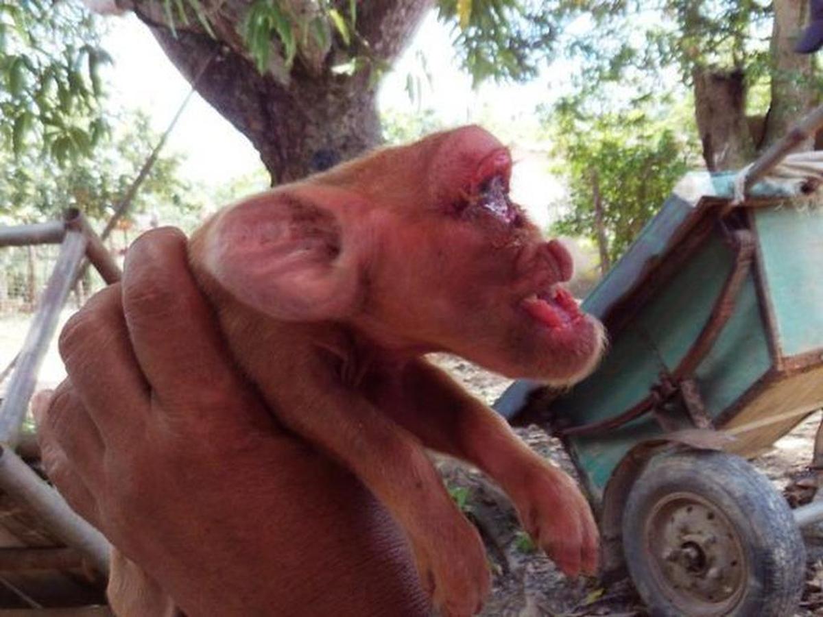 Los cerdos nacieron el pasado martes en el municipio de San Juan y Martínez, en la provincia occidental de Pinar del Río.