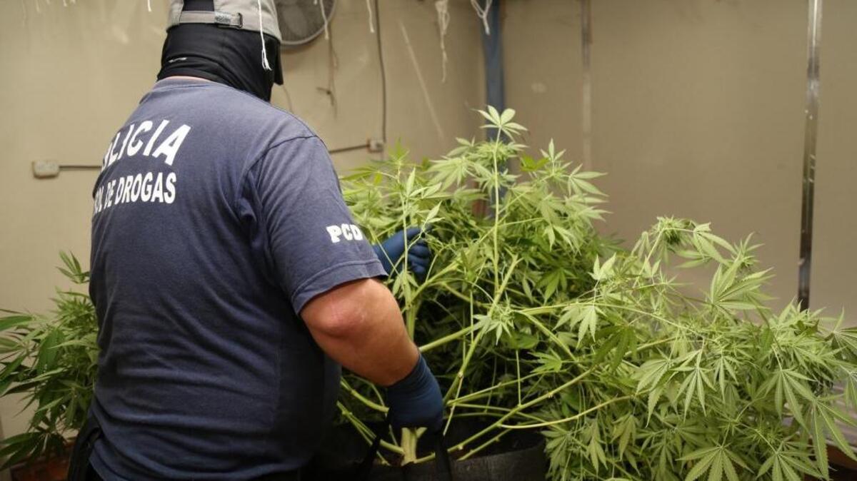 Algunas de las plantas de marihuana decomisadas en Costa Rica.