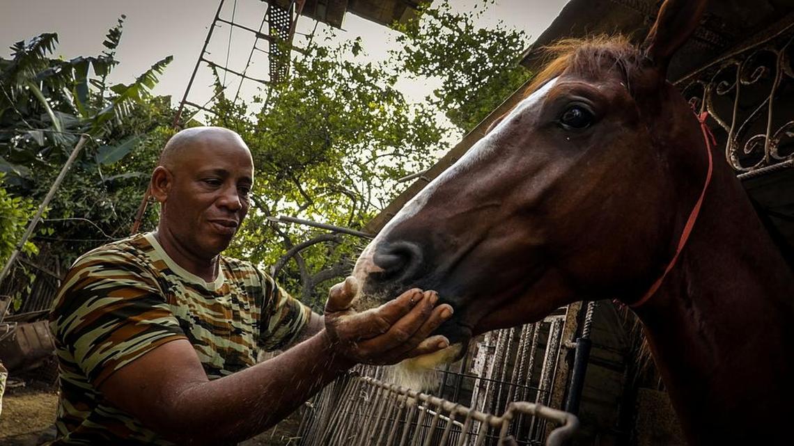 José Luis Hernández se ocupa de su caballo en La Habana el 9 de diciembre de 2016. Luis Hernández fue miembro del movimiento revolucionario dirigido por Fidel Castro, fallecido el 25 de noviembre de 2016.
