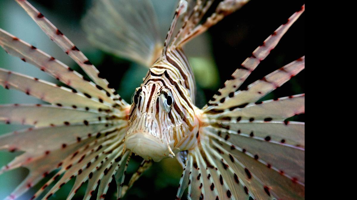 
El pez león, originario de los océanos Índico y Pacífico, es una especie altamente invasiva que se ha extendido por el Caribe desde hace varios años. 
