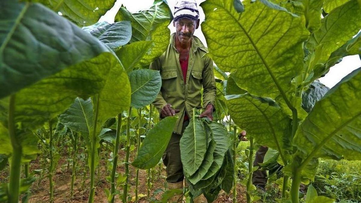 Foto de archivo muestra la recogida de hojas de tabaco en la Finca Ramírez, una granja tabacalera en Puerta de Golpe, Pinar del Río, Cuba, el 24 de marzo del 2016.
