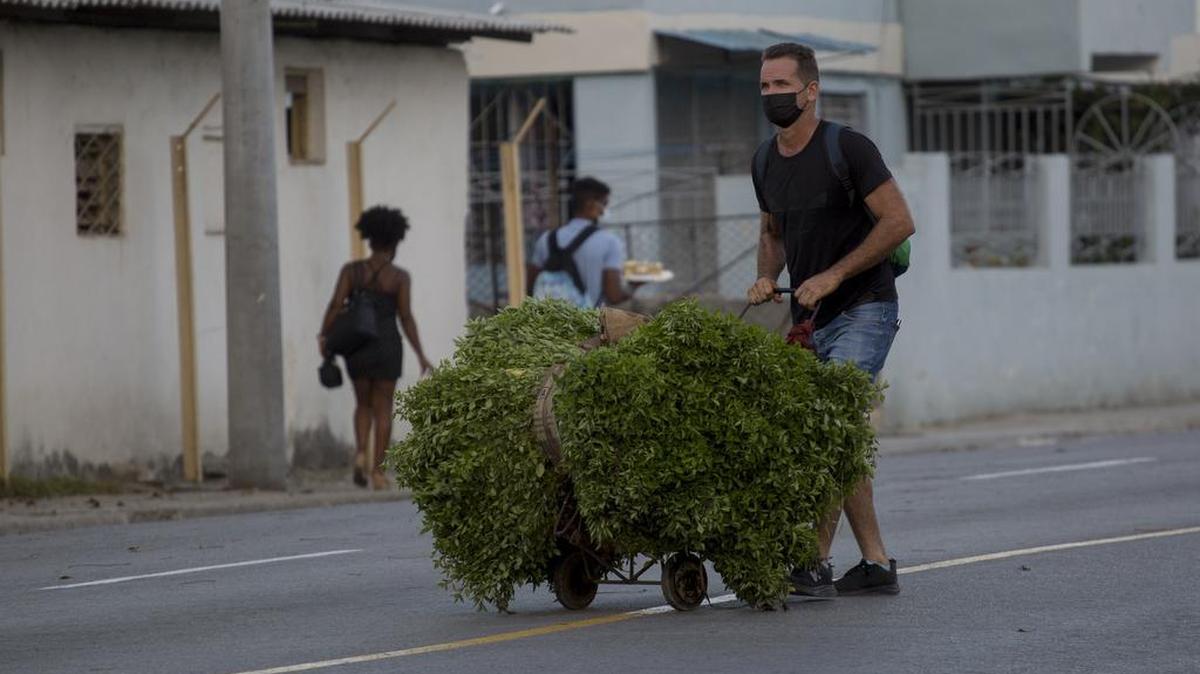 Un hombre, con una mascarilla protectora, empuja un carro lleno de plantas medicinales en La Habana, Cuba, el jueves 30 de diciembre de 2021, en medio de la nueva pandemia de coronavirus. (AP Foto/Ismael Francisco)