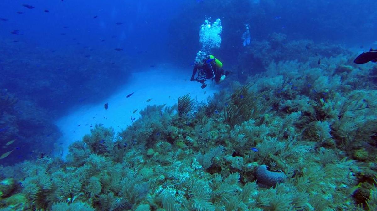 Un buzo hace una inmersión en aguas del Centro Internacional de Buceo María La Gorda, en la península de Guanahacabibes, provincia de Pinar del Río, Cuba, en una imagen de junio del 2015. Los científicos que participaron en una expedición conjunta de cubanos y estadounidenses para explorar los arrecifes de coral en la isla presentaron sus conclusiones este martes.