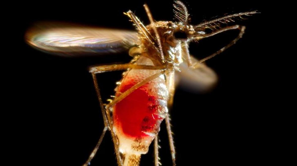 Imagen de un mosquito Aedes aegypti hembra con el abdomen lleno de la sangre que acaba de obtener al picar a una persona.