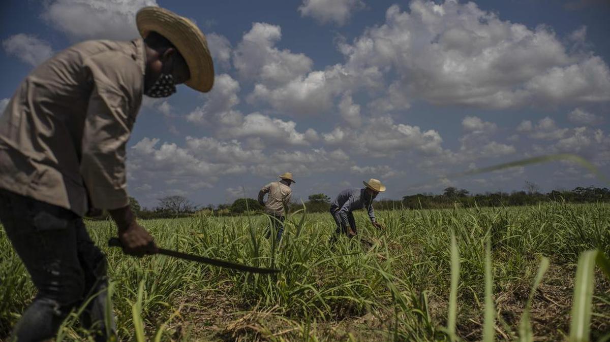 Campesinos usan machetes para chapear la hierba un campo de caña de azúcar en Madruga, provincia Mayabeque, Cuba, el 29 de abril del 2021.