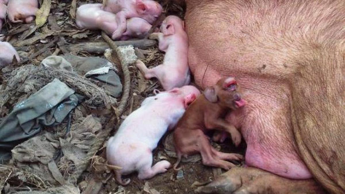 Los cerdos nacieron el pasado martes en el municipio de San Juan y Martínez, en la provincia occidental de Pinar del Río