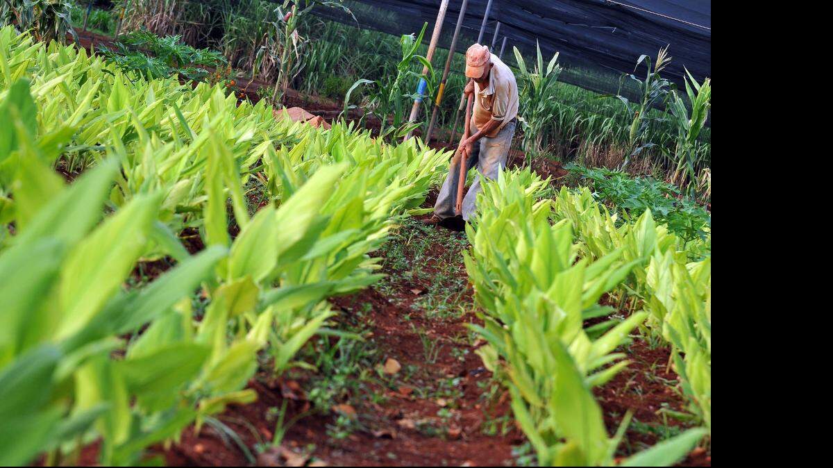 
Un hombre trabaja en un huerto en La Habana en el 2011. El subsecretario de Departamento de Agricultura para Servicios Exteriores, Michael Scuse, dijo el martes que el cereal es fundamentalmente la Unión Europea quien lo provee a Cuba. 
