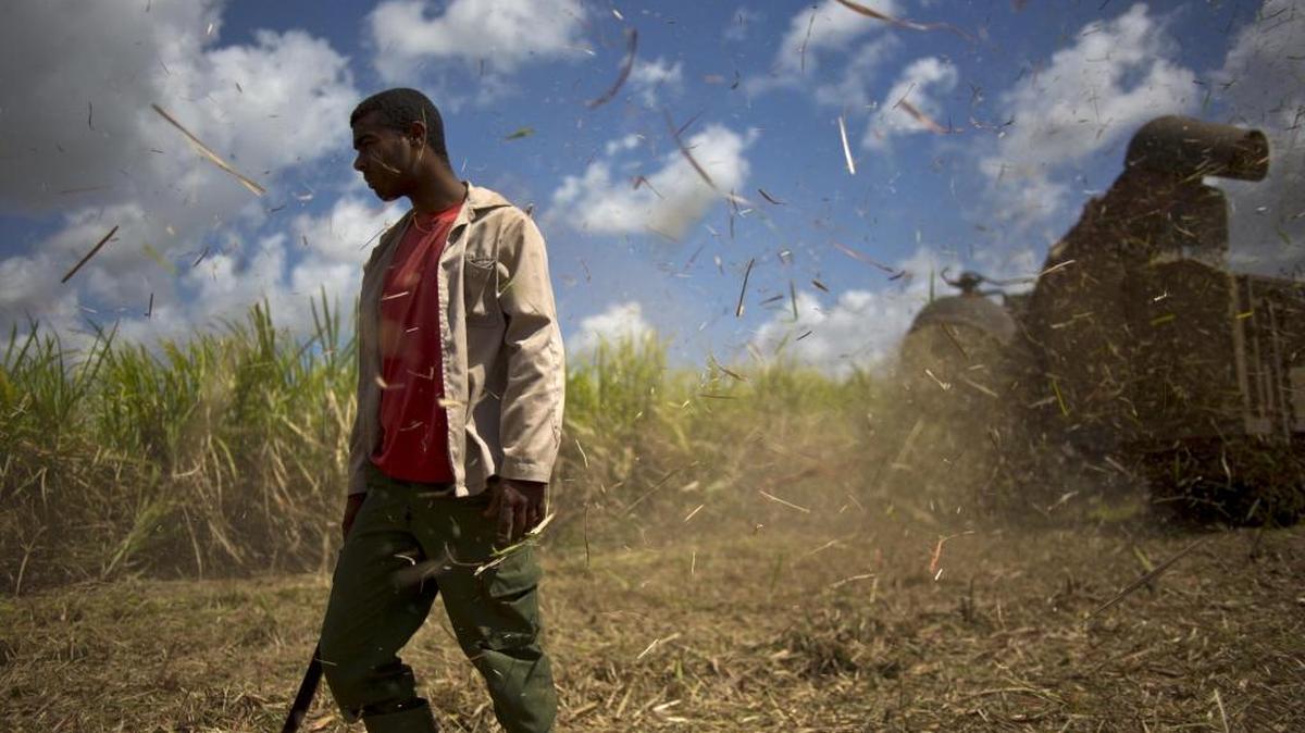 Un cortador de caña en medio de un campo en Artemisa, Cuba, en una imagen de marzo del 2015.
