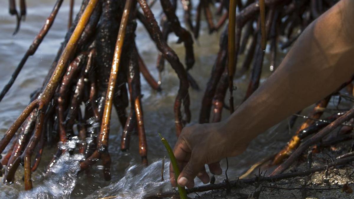 El nivel del mar en las costas de Cuba se ha elevado 6.77 centímetros entre 1966 y el 2015 como consecuencia del impacto del cambio climático.