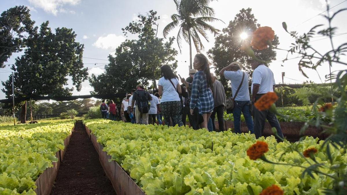 Fotografía cedida por la organización ambientalista Greenpeace el 18 de enero de 2017, de un grupo de agricultores mexicanos mayas de la península de Yucatán durante su visita a una finca de cultivos en La Habana.