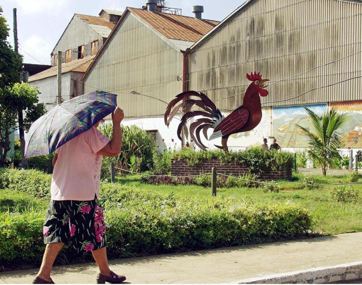 Una residente de la ciudad de Ciego de Ávila, 450 km al este de La Habana, pasa frente a una escultura de un gallo, simbolo de la ciudad. Foto de archivo.