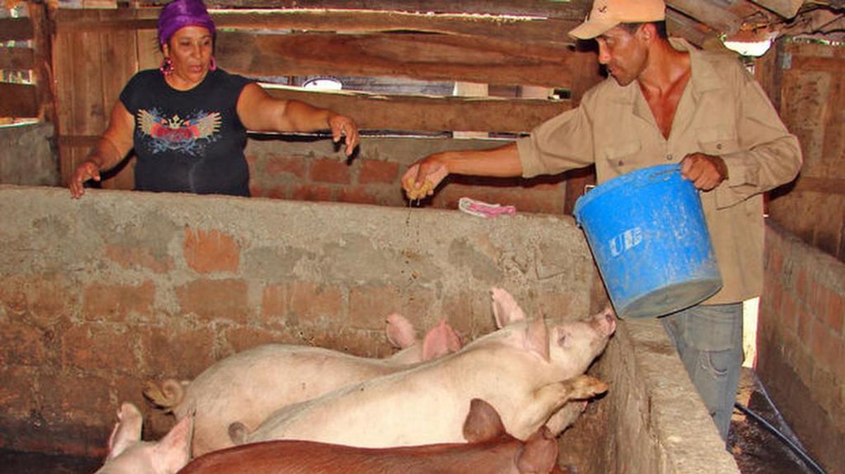 
Los criaderos de cerdos son barracones y cuarticos hechos con tablas, tubos, materiales de desechos, dentro de los cuales se amontonan los animales y el hedor golpea nada más acercarse.
