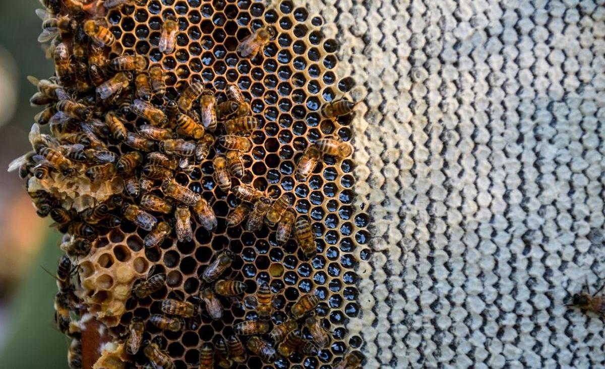 View of bees in their bee hive, at an apiary in Navajas, Matanzas province, Cuba on March 21, 2019. (Photo by YAMIL LAGE / AFP)YAMIL LAGE/AFP/Getty Images