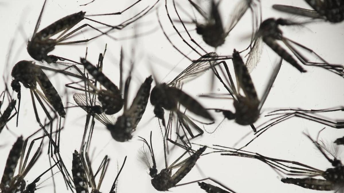 Ejemplos del mosquito Aedes aegypti responsable de la trasmisión de dengue y el zika.