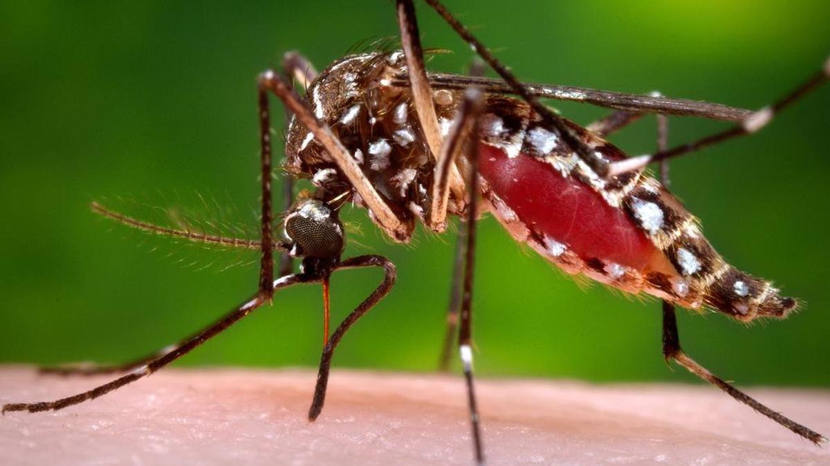 La nueva campaña seguirá un primer intento por contener la proliferación del mosquito Aedes Aegypti.