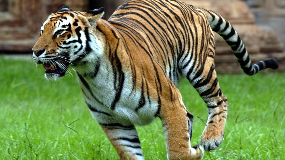 Un tigre de Bengala en el Miami Metro Zoo. Foto de archivo.