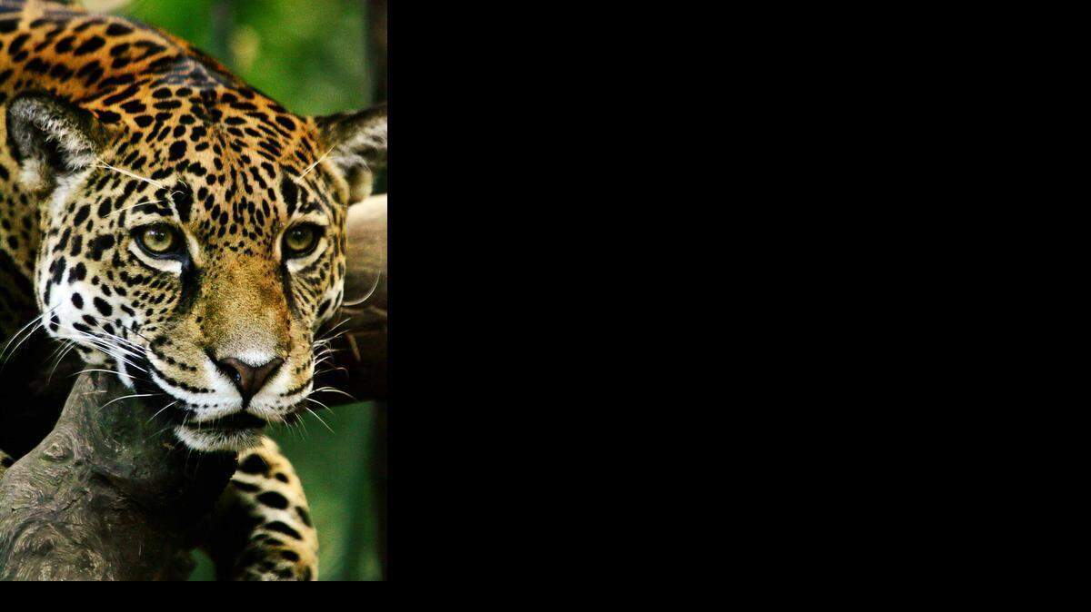 
Un jaguar en el Parque Nacional Corcovado, en el sur de Costa Rica. Un ambicioso proyecto que busca consolidar un gran corredor biológico desde México hasta Argentina puede convertirse en la salvación del jaguar.
