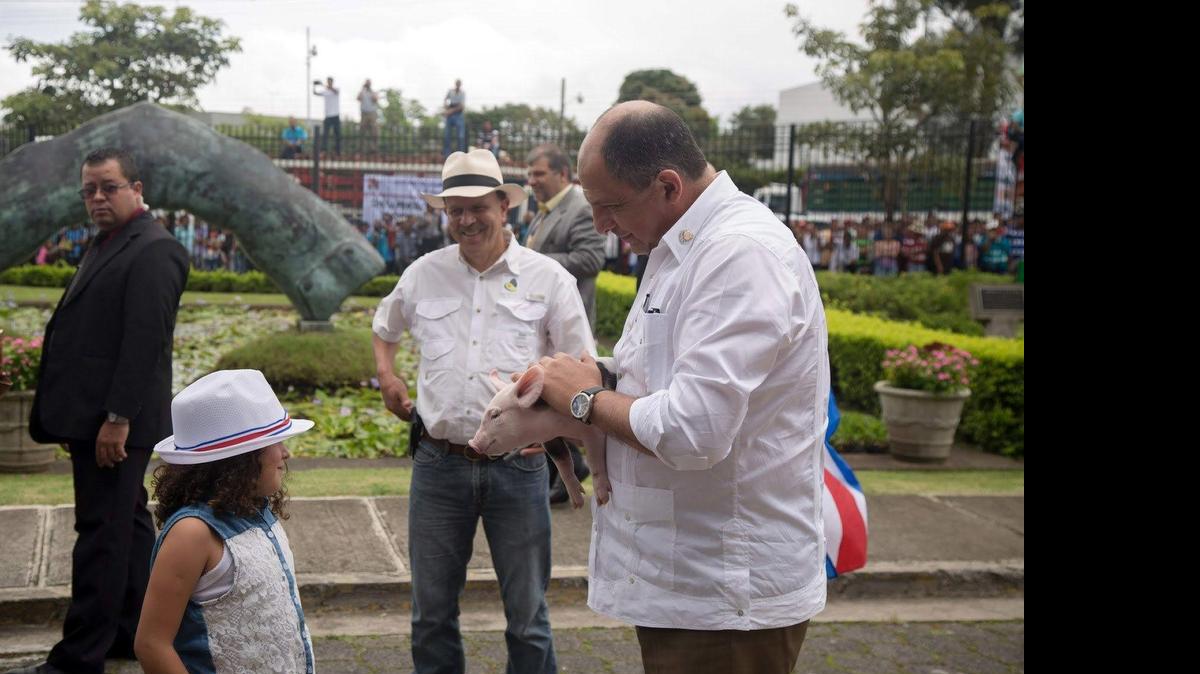 
El presidente de Costa Rica, Luis Guillermo Solís, carga a una cerdita de 12 días de nacida, llamada ‘Daniela’, un regalo de agricultores, avicultores y porcicultores que exigen protección a la producción local. 
