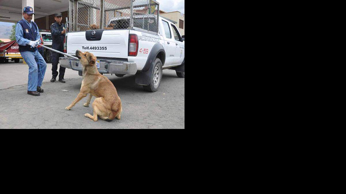 
Los hechos tuvieron lugar el pasado 1 de abril en la localidad de Irupana, en el departamento de La Paz, donde otro familiar denunció que un can había violado a un niño de cuatro años, lo que provocó que un fiscal imputara al abuelo y la tía del menor supuestamente por instigar la violación.
