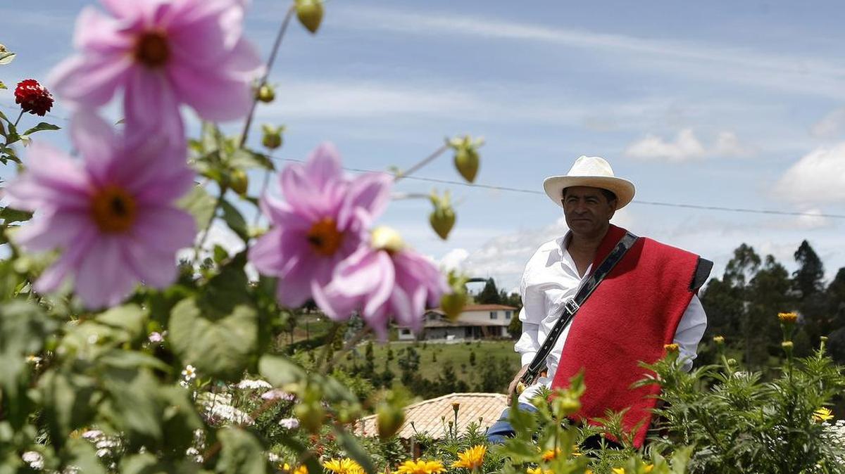 Un silletero camina entre un cultivo de flores en una finca del municipio de Santa Elena (Oriente de Medellín, Antioquia, Colombia).