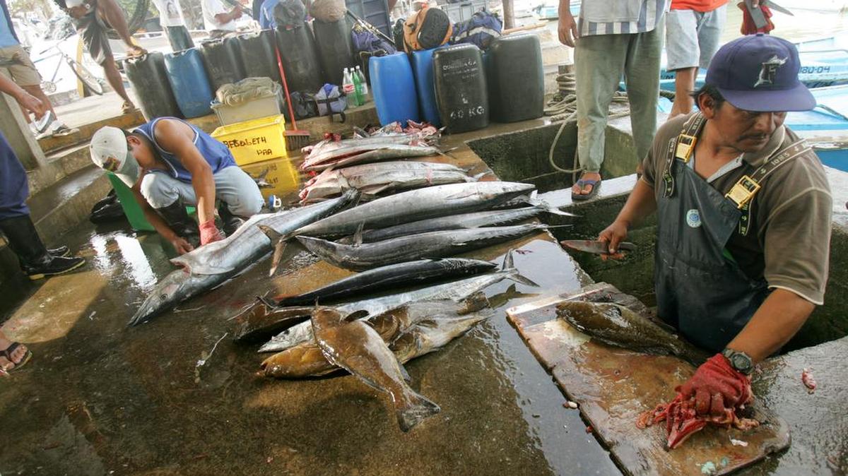 El ministro del Interior de Ecuador, José Serrano Salgado, alertó el martes en Washington de que los pescadores artesanales que se quedaron sin trabajo tras el terremoto pueden caer en las redes del narcotráfico.