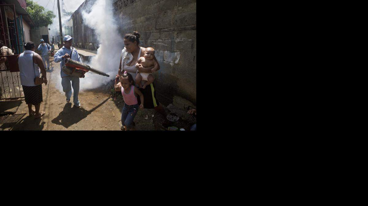 <cutline_leadin>Las lluvias</cutline_leadin> aumentaron la presencia del mosquito transmisor de chikungunya.