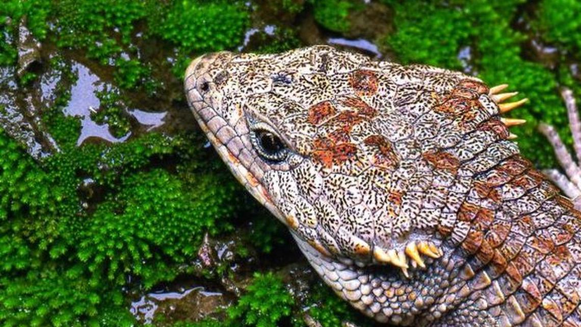 Ejemplar de Abronia lythochila.