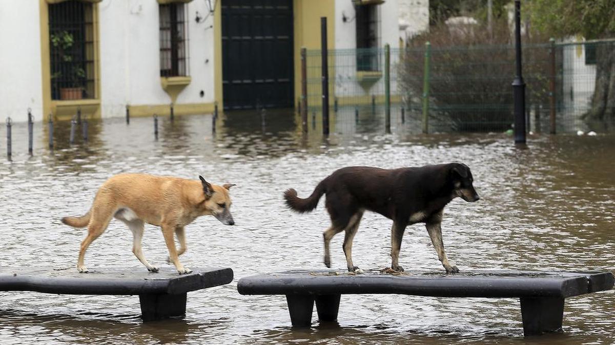 
Las fuertes inundaciones provocadas por la corriente de El Niño y los vientos del sudeste que contribuyeron a la crecida de los ríos causaron al menos cuatro muertos y un desaparecido en Argentina y unos 20,000 afectados. 
