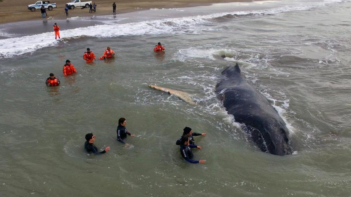 Foto difundida por la Fundación Mundo Marino que muestra los miembros del comando naval y de la fundación tratando de rescatar a una ballena varada en Mar del Tuyu, Provincia de Buenos Aires, Argentina el 15 de julio de 2016.