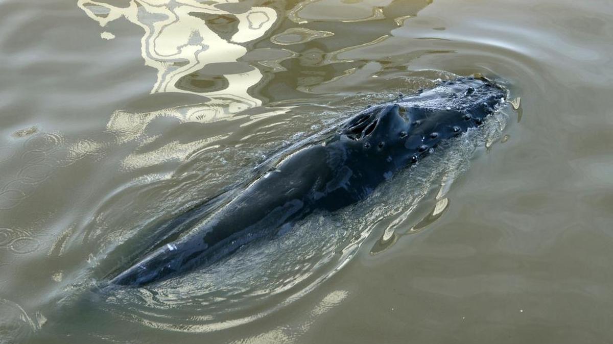 
Una ballena apareció este lunes nadando en las aguas dulces de los diques de Puerto Madero, a pocos kilometros de Buenos Aires, destino habitual de turistas que gozaron de una inesperada atracción.
