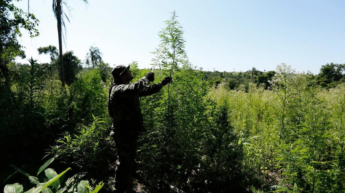 
Un soldado de un equipo antidrogras de Paraguay inspecciona una planta de marihuana en Curuguaty, en el departamento Canideyu, en el 2014.
