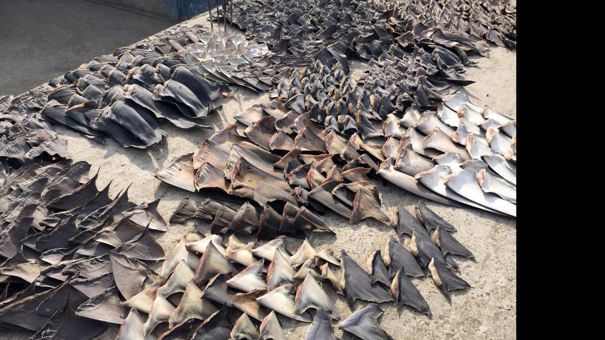 
Las aletas decomisadas en Manta, Ecuador, tienen un valor de entre $10 a $60, pero en el mercado internacional el precio podía llegar al doble o triple, aseveró.
