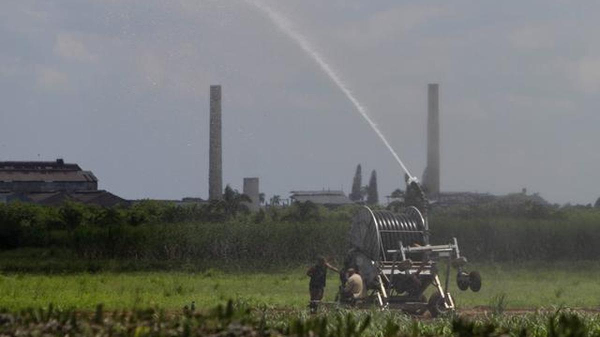 Los economistas cubanos calculan un crecimiento de la producción de azúcar correspondiente a un 12.3 por ciento respecto a la campaña anterior.