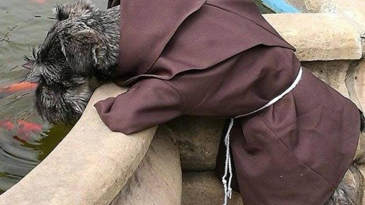 Fotografía sin fechar cedida el viernes 10 de marzo de 2017, por el religioso polaco y profesor de teología Kasper Kapron, en la que se observa a "Fray Carmelo", la mascota del convento de los franciscanos en Cochabamba (Bolivia).