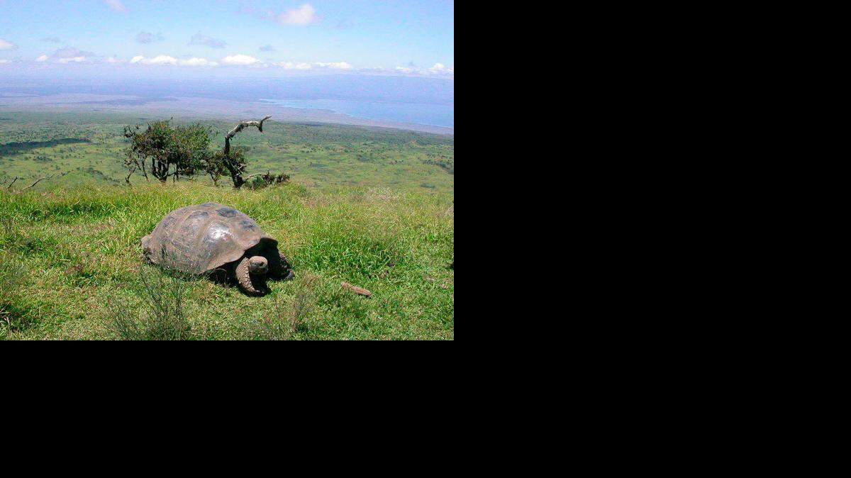
Una tortuga gigante en el archipiélago ecuatoriano Galápagos, cerca del volcán Alcedo.
