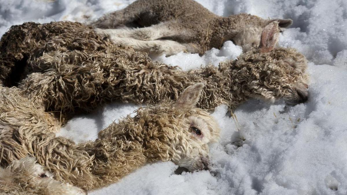 Un grupo de alpacas recién nacidas que murieron por las basjas temperaturass en la región de Puno, en Perú, a principios de julio.)