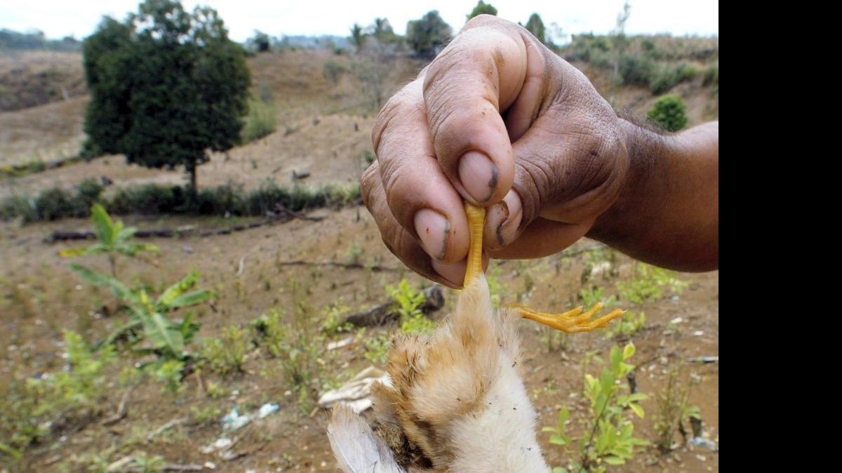 
Un campesino muestra un pichón muerto por las fumigaciones aereas con glifosato en Colimbia. 
