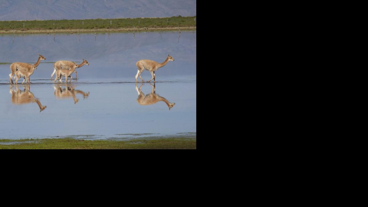 
El respeto a la Madre Tierra es tan importante como el rigor científico para la conservación de la vicuña, un animal ‘emblemático’ y de gran valor para los pobladores del altiplano, a cuyo estudio dedica su vida la bióloga argentina Bibiana Vilá, recientemente distinguida por Naciones Unidas. 
