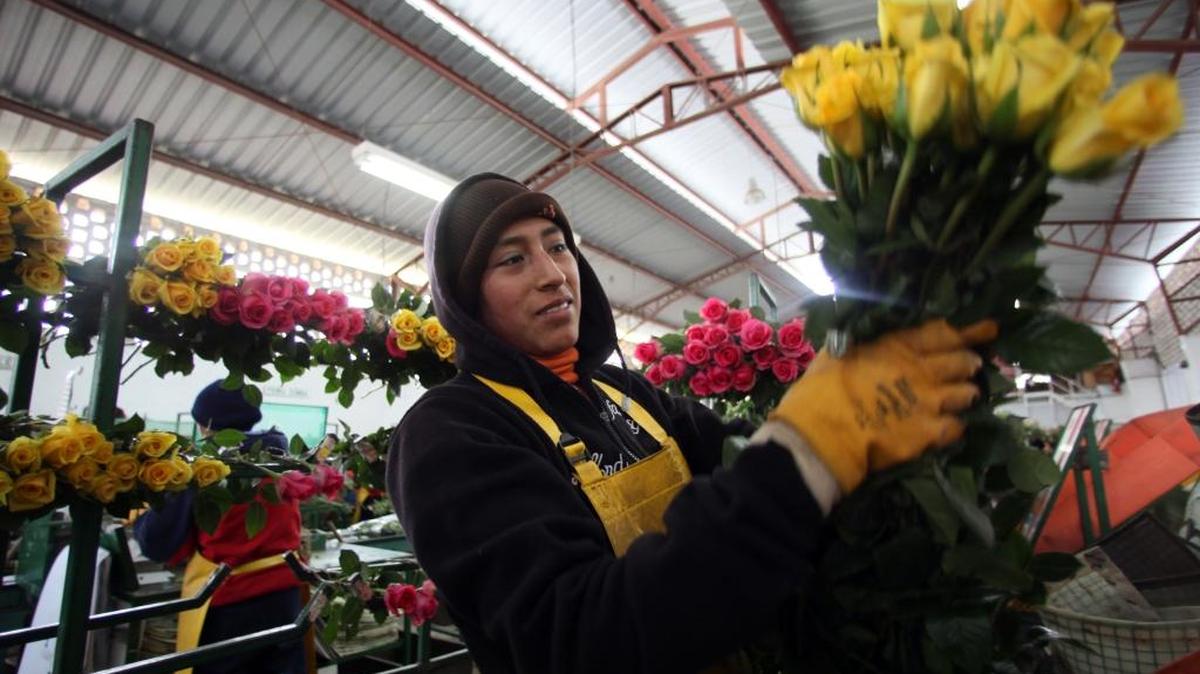 Una mujer recoge y clasifica rosas en una granja en Pujili, Ecuador. Ecuador es uno de los mayores exportadores de flores del mundo.