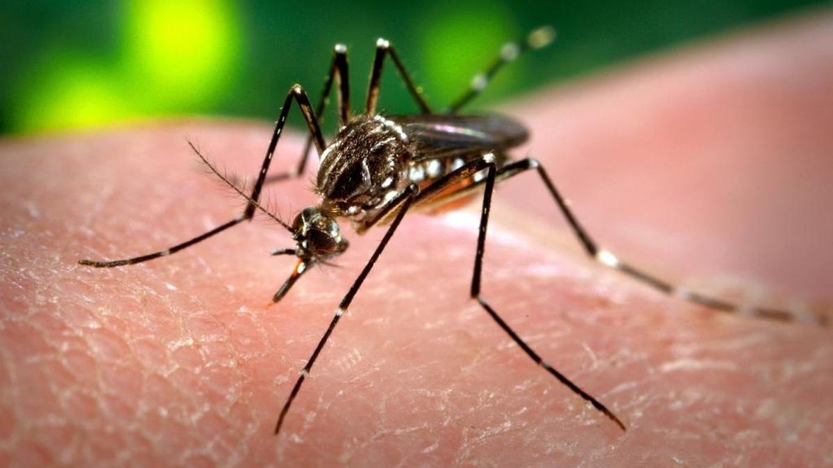 Un mosquito Aedes aegypti mosquito adquiere sangre de un ser humano en los Centros de Control de Enfermedades en Atlanta. En Brasil se anunció el lunes que se combatirá el Aedes aegypti, que transmiter el dengue, la chikunguña y el zika.