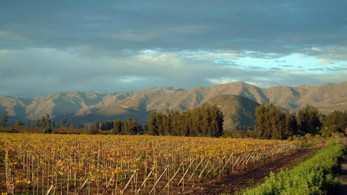 Fotografía de archivo cedida por la Fundación Imagen de Chile FICH y fechada en marzo de 2015 que muestra un viñedo en Ovalle, en la región de Coquimbo, al norte de Santiago (Chile). Unas "1.800 millones de personas en el mundo consumen al menos una botella de vino chileno por año", aseguró hoy, sábado 2 de enero de 2015, el gerente general de Vinos de Chile, Claudio Cilveti, lo que habla, según añadió, de la excelencia del caldo austral.