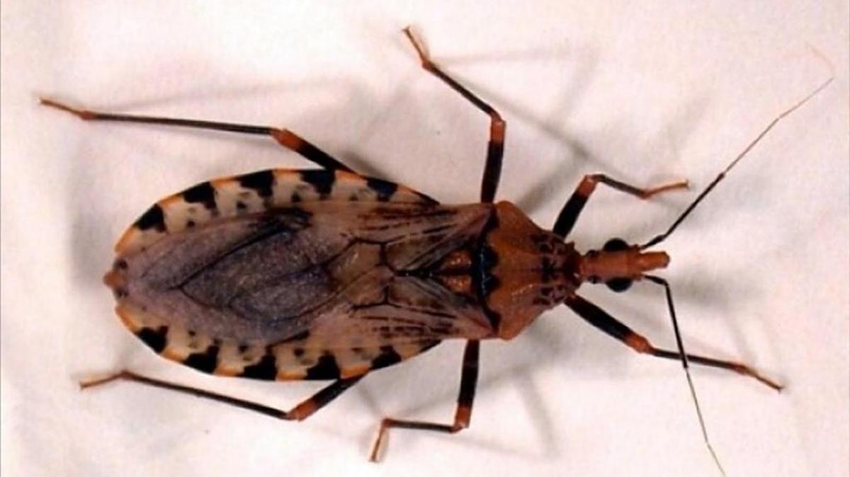 El chipo es el vector principal para la transmisión del Mal de Chagas.