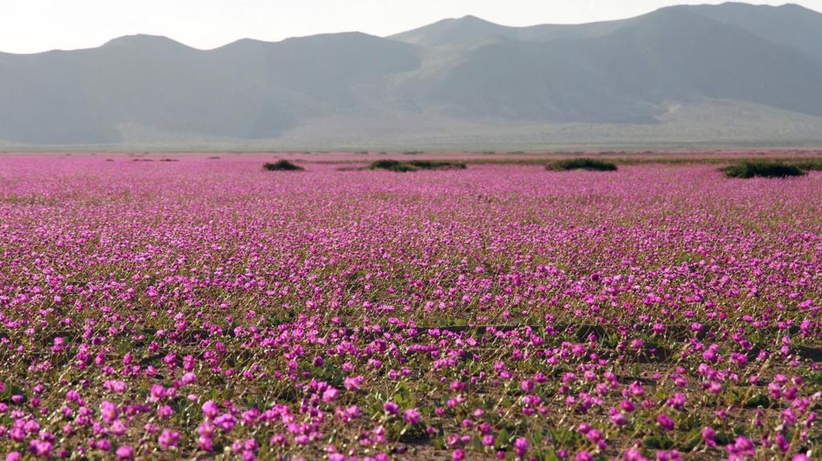 Florece el desierto en Atacama, unos 600 km al norte de Santiago, por efecto de el Niño.
