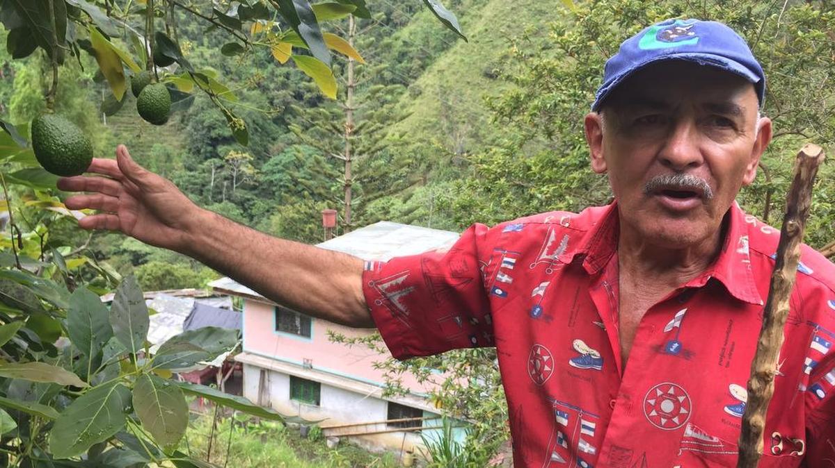 Herman Bermúdez, un productor de aguacate colombiano, muestra algunas frutas de su propiedad.