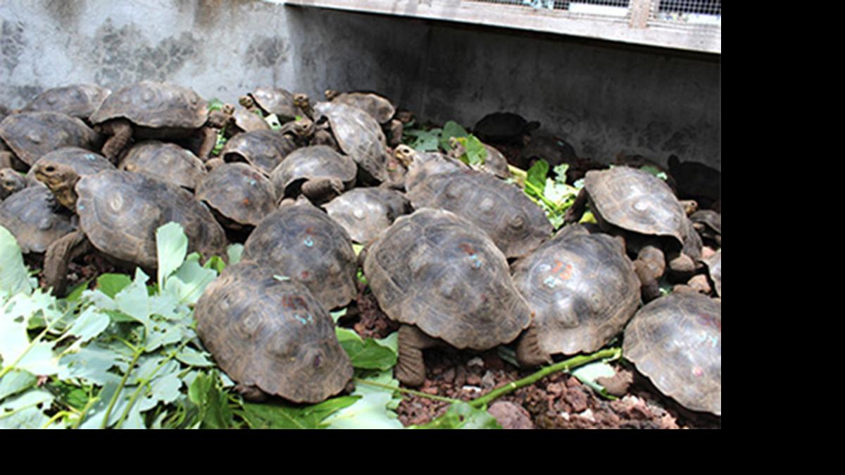 
Las jóvenes tortugas que se liberarán en Santa Fe tienen entre 4 y 10 años de edad, y han sido criadas en cautiverio, en el Centro “Fausto Llerena” de Santa Cruz.

