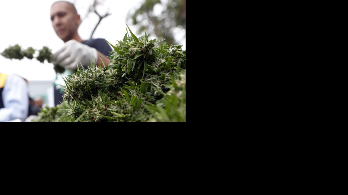 
Un miembro de la fundación Daya, una organización sin fines de lucro que investiga y promueve terapias alternativas, participa en la poda de una planta de marihuana destinada a la producción de aceite analgésico en La Florida, Santiago de Chile.
 