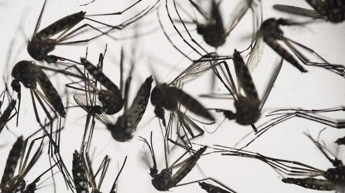 El riesgo de contraer zika –transmitido por el mosquito– se ha vuelto obsesivo y atemoriza a los participantes en las Olimpiadas de Río.