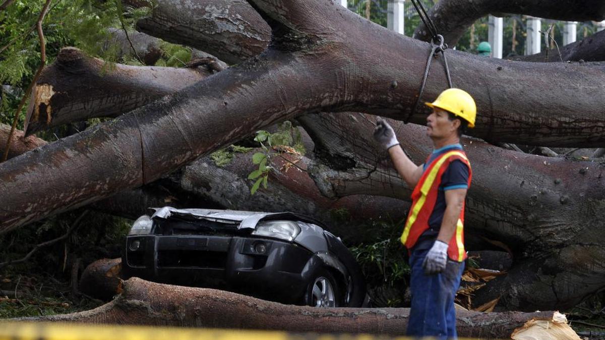 Un obrero trabaja en retirar un árbol que cayó sobre un vehículo a causa de la tormenta tropical Otto hoy, martes 22 de noviembre de 2016, en la Ciudad de Panamá (Panamá).