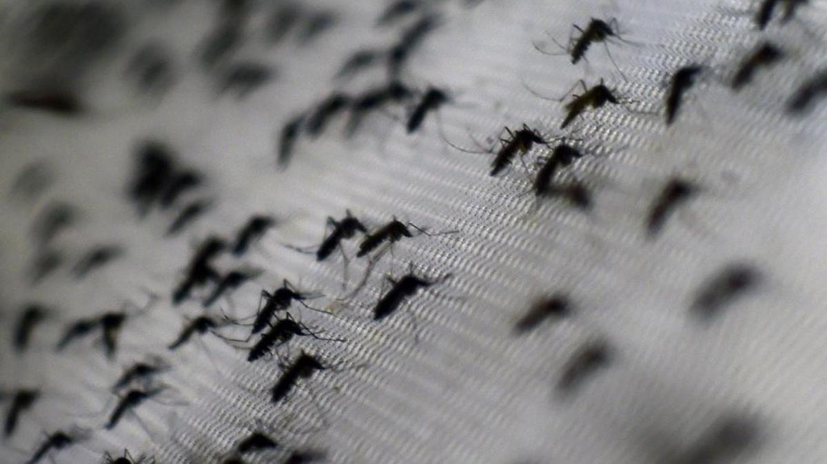 Los cerca de 1.59 millones de casos de dengue del 2915 en Brasil, de los que 1,529 fueron graves, provocaron un récord de 839 muertes.
